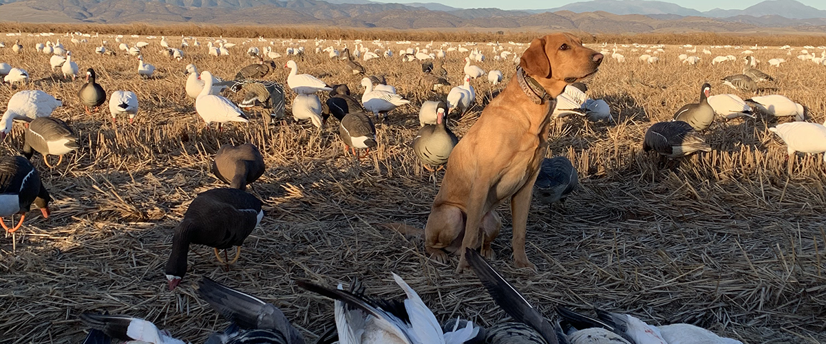 Guided Duck Hunts in Northern California.