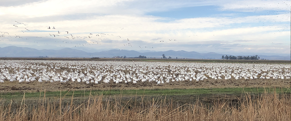 Whifflemaster offers Guided Speck and Snow Goose Hunts, Guided Duck Hunts, and Guided Dove Hunting in Northern California.